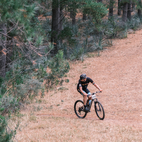 A mountain biker emerging from a pine forest, looking back behind him