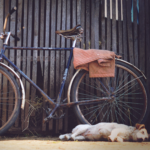 A rusted blue bicycle leaning against a shed wall, a small dog asleep next to it.