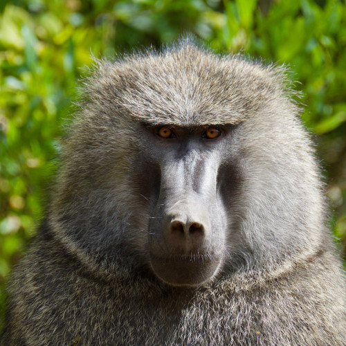 This is a Hamadryas baboon. It's staring at the camera. It looks like it wants to fuck you up.