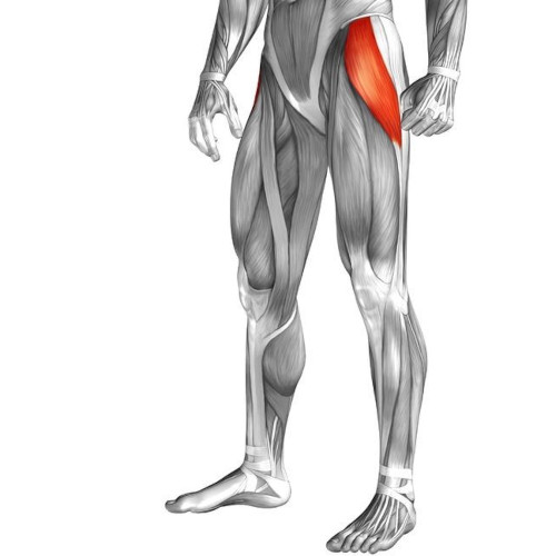 An anatomical illustration of the lower body, highlighting the location and structure of the Tensor Fascia Latae (TFL)