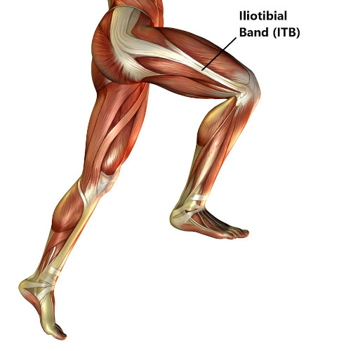 An anatomical illustration of the lower body, highlighting the location and structure of the Iliotibial Band (ITB)