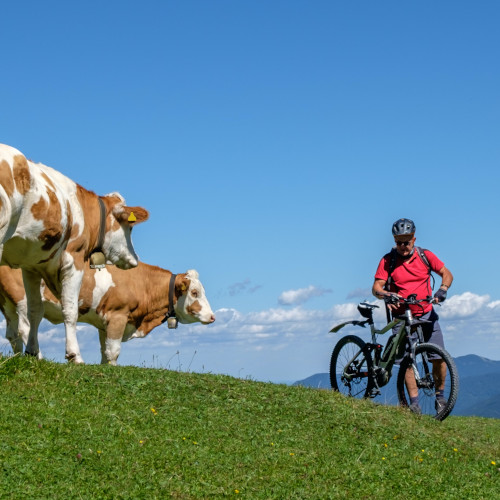 A green hillside, with two cows staring at a man who's standing next to his bike and checking his phone/bike computer. There are more hills in the distance, under a blue sky.