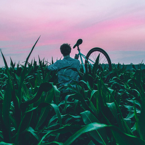 A young man wading through a field of plants, a bicycle over his shoulder, a pink sunset in the background