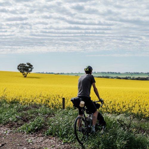 A gravel cyclist, bikepacking bags loaded, has stopped by the edge of a field of yellow flowers, looking out over the horizon.