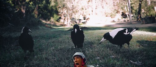 Three magpies on some grass, all concentrating on the ground. A screaming girl's head has been photoshopped in front of them, to humorous effect.