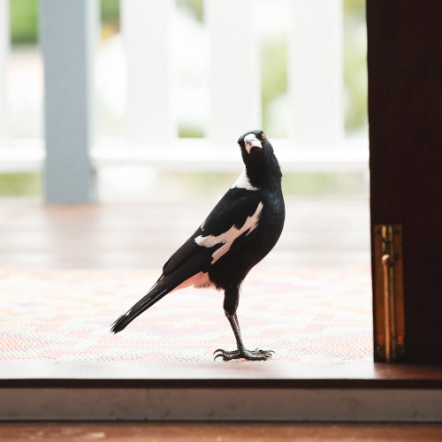 A magpie standing by an open door, looking into the room.