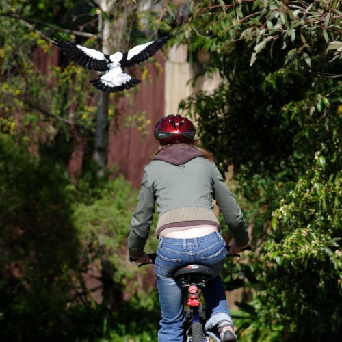 A woman riding a bike down a street, a magpie attacking her. Both are photographed from behind.