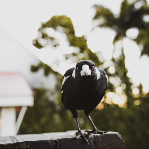 A magpie perched on a fence, staring directly at the camera.
