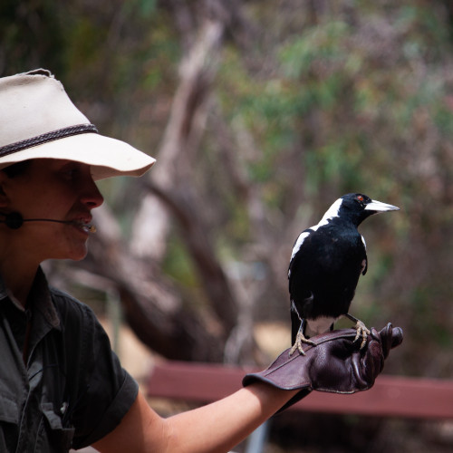 A woman giving a talk on birds at a zoo or similar facility. She is wearing a hat and is speaking into a microphone. A magpie perches on her outstretched, glove-clad hand.