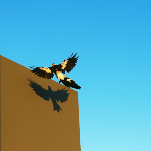 A magpie, wings outspread, joining another which is sitting on a wall. Its shadow is sharp against the side of the building, both birds contrasting against the blue of the sky behind them.