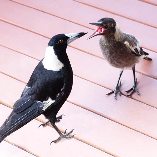 A baby magpie begs for food from its father, both standing on white decking.
