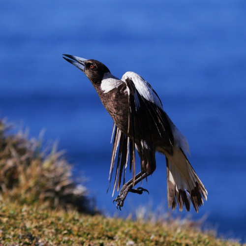 A magpie mid-flight off the ground, chasing an insect which is out of frame. The blue sea is in the background.