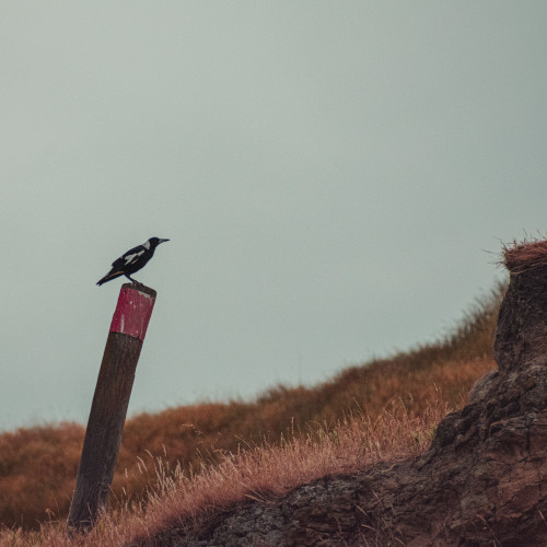 A magpie in profile, sitting on a post in a beach setting.