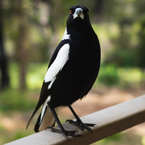 A magpie sits on a fence railing, looking curiously at the camera.