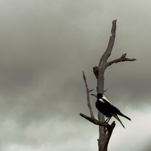 A magpie sitting in a leafless tree, silhouetted against a moody black and white sky.