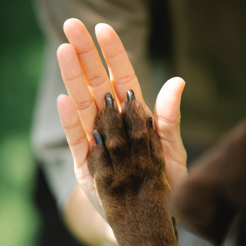 Close-up of a high five between a person's palm and a brown paw (presumably a dog's, though a koala would be funnier).