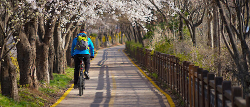 A bunch of people riding bikes along the road towards the camera. One man has his arms spread out in an expression of joy.